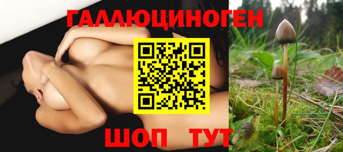 Сосновоборск  Галлюциногенные грибы Cubensis  где найти   Вход с VPN 